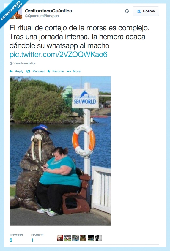 morsa,gorda,figura,dar,whatsapp,cortejo,muñeco,movil