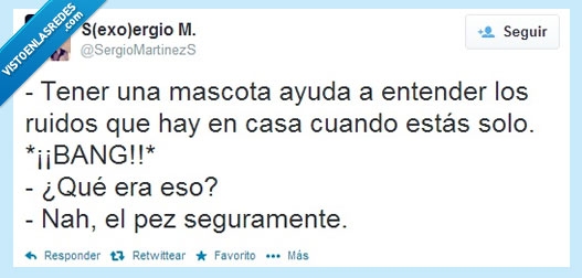 imposible,pez,bum,casa,noche,ruidos,mascota