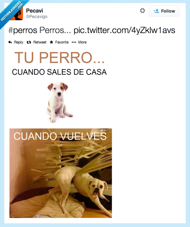 perro,sales,salir,casa,destrozar,romper,persiana,cortina,volver,encontrar