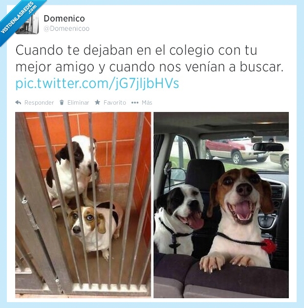 mejor amigo,infancia,colegio,perros,felicidad