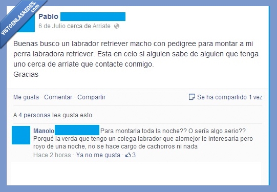 perro,troll,labrador,retriever,pedigree,montar,relacion,noche,cachorro,criar