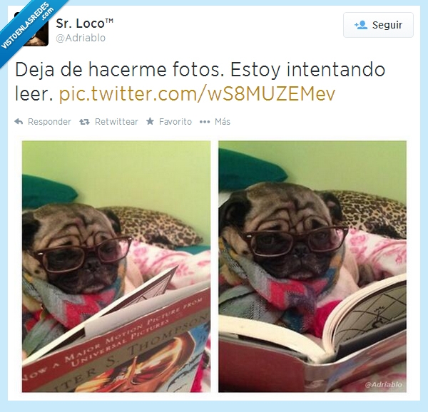 intentando,gafas,dejame,adriablo,señor loco,deja,foto,perro,leer,fotos,pug