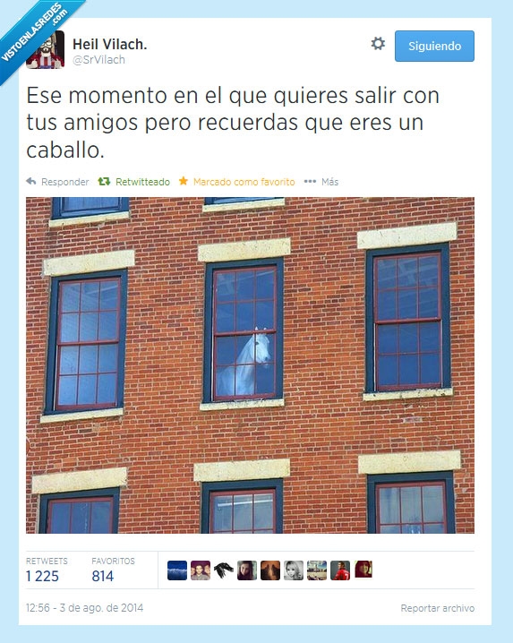 wtf,esos momentos,caballo,twitter,jugar,ventana,mirar