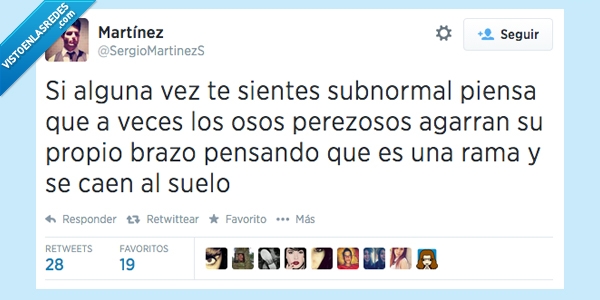 tonto,lol,brazo,rama,perezoso,oso,sentir,subnormal