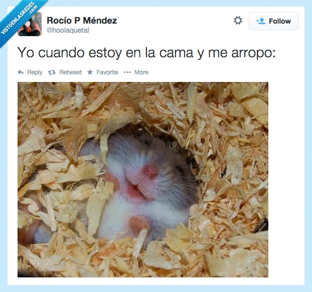 felicidad,tapar,calentito,calor,feliz,Twitter,arropar,cama,hámster