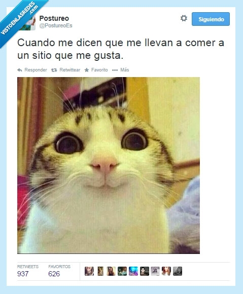 gato,comida,sitio,gustar,ñam,miau