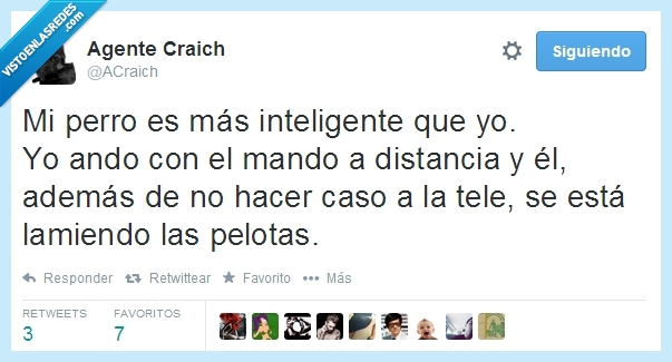 pelotas,lamerse,andar,distancia,mando,perro,inteligente