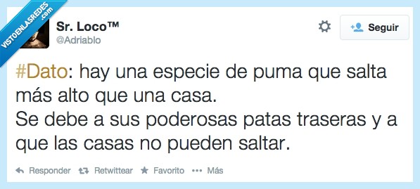 poderosas,dato,especie,puma,salto,casa,saltar,salta,patas,potentes
