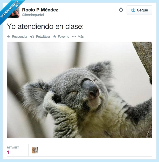 koala,aburrido,clase,atender,Twitter,dormir,sueño