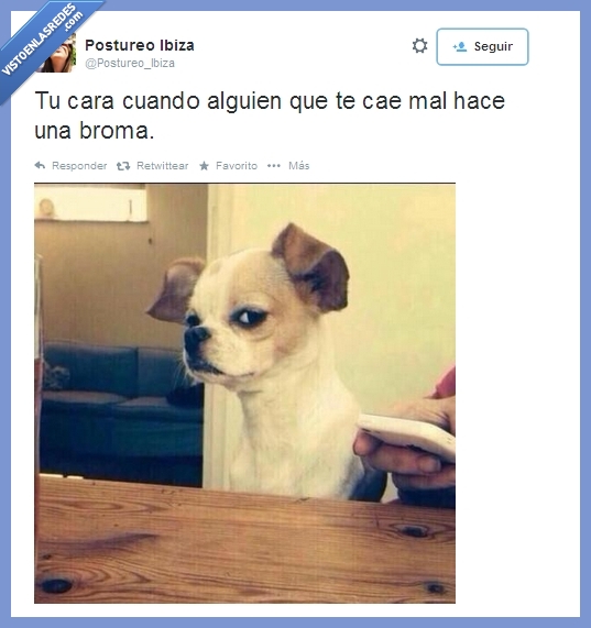 perro,mascota,cara,broma,malhumor,animales,amigos