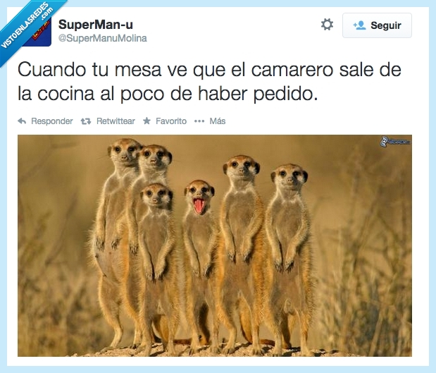 pedir,hambre,suricata,camarero,mesa,hambriento,suricato