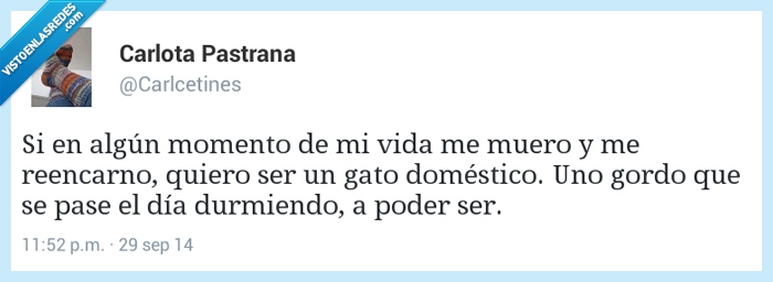 dia,dormir,gordo,mascota,domestico,gato,reencarno,reencarnar,morir,volver,vida,momento