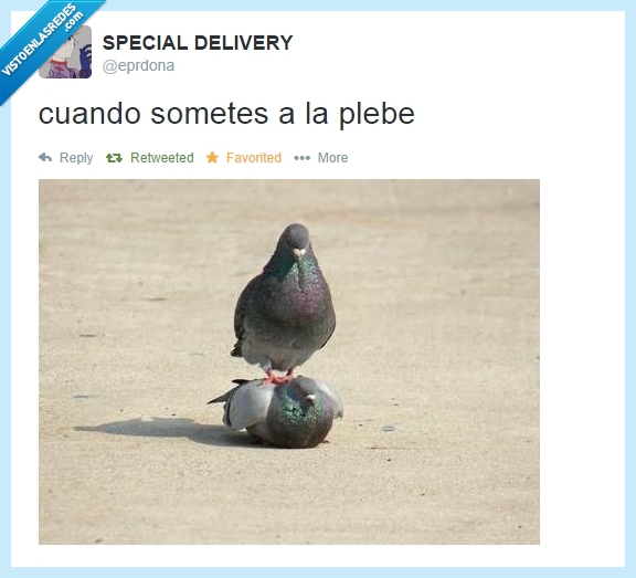 encima,plebe,inferioridad,paloma,parque