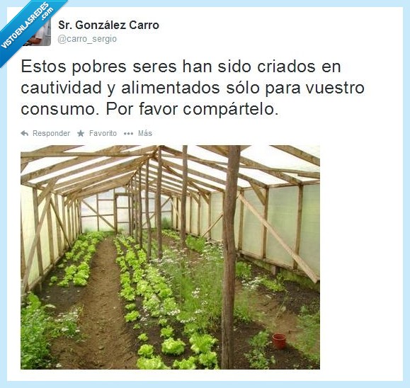 verdura,vegetal,vegetariano,vegano,planta,sufrimiento,compartir,crueldad