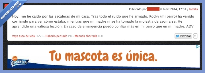 perro,adv,publicidad,mascota,unica,rocky,asco de vida