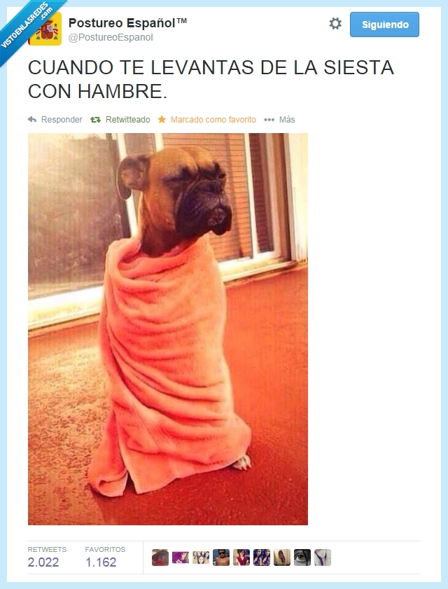 comida,hambre,sueño,perro,manta,siesta