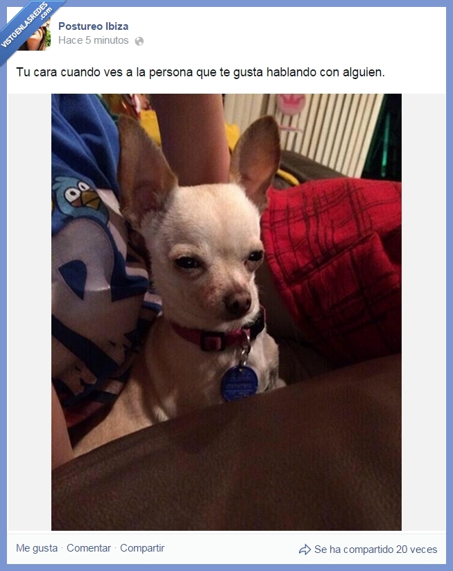 mascota,perro,tu,cara,enamorado,persona,mirar,chihuahua