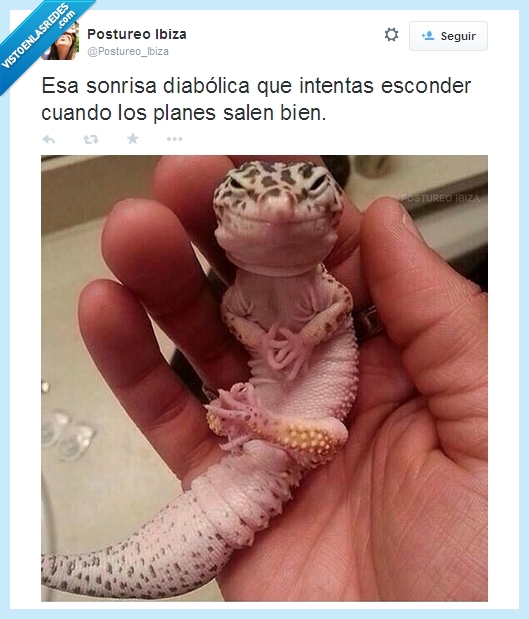 sonrisa,planes,bien,tu,cara,mascota,diabolico,lagarto,lagartija,gecko