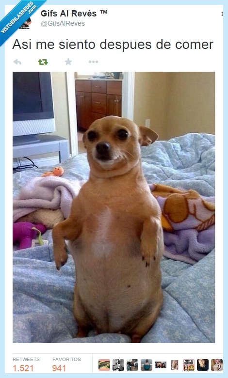 perro,gordo,comer,sentar,chihuahua,cama,abuela