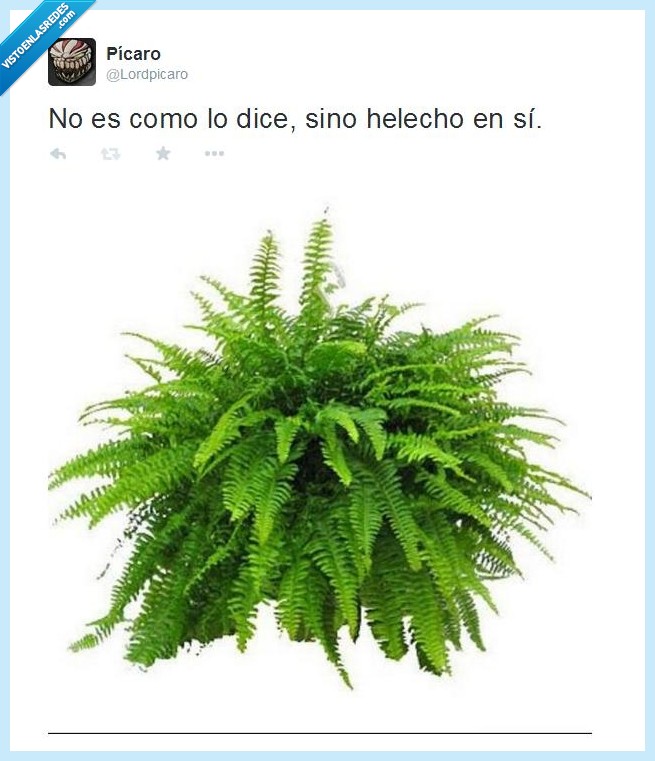 juego,malentendido,confusión,decir,planta,el hecho,helecho,palabras