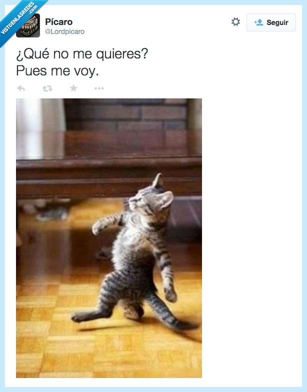 gato,adorable,ciao,adiós,amor,caminar,gatito