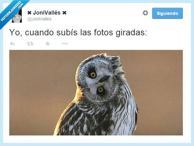 fotos,giradas,cabeza,buho,lado