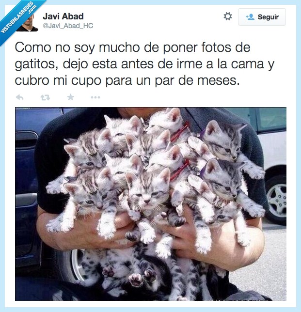 adorable,postureo,cansinos,muchos,gatos