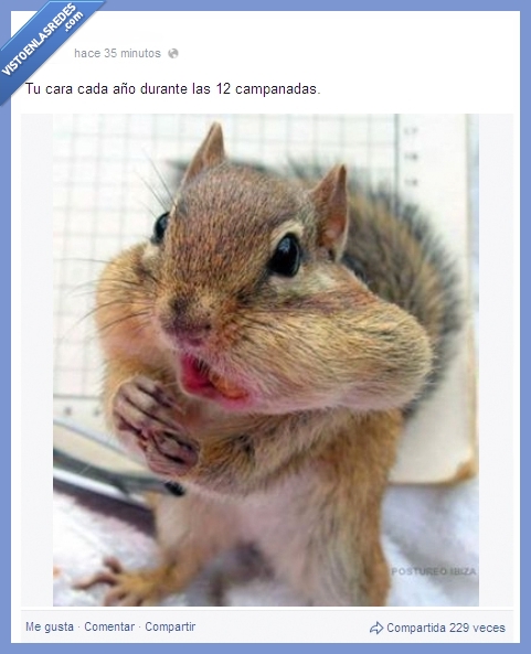 ardilla,momento,cara,tradición,uvas,noche vieja