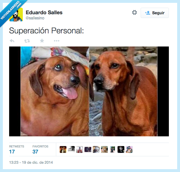 despues,antes,adelgazar,peso,delgado,gordo,perro