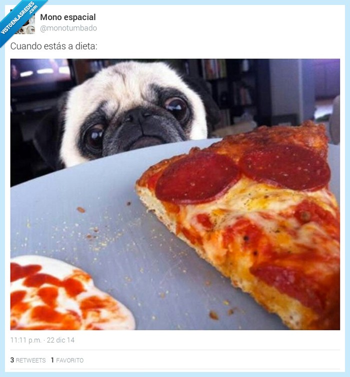 pug,deseo,mirar,perro,comida,comer,pizza