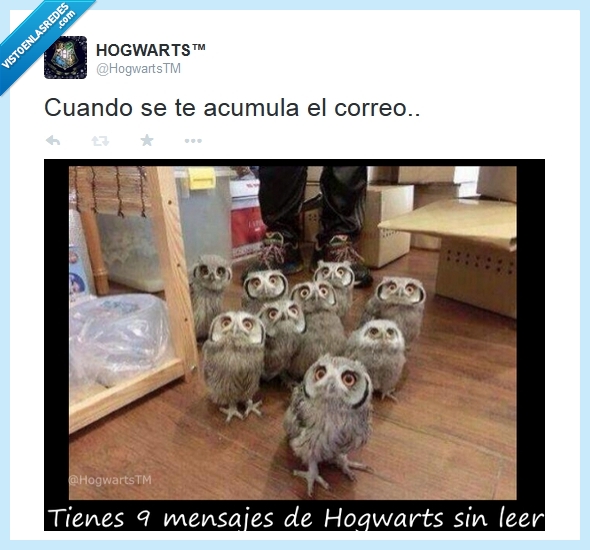 Harry Potter,carta,buho,lechuza,leer,hogwarts,mensaje