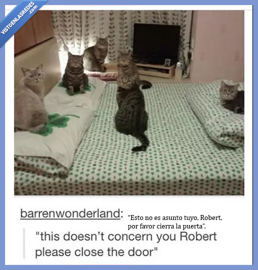 barrenwonderland,Tumblr,Robert,culto,reunión,susto,miedo,actitud,gatos