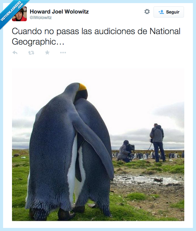 pingüino,pareja,amor,enamorado,triste,audicion,National Geographic,documental,grabar