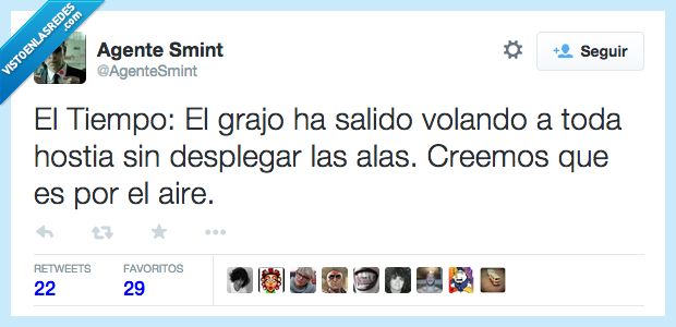 tiempo,volar,grajo,desplegar,alas,aire,viento,vendaval