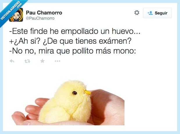 estudiar,incubar,examen,esgrasiosoporquedisepollito,huevo,pollito