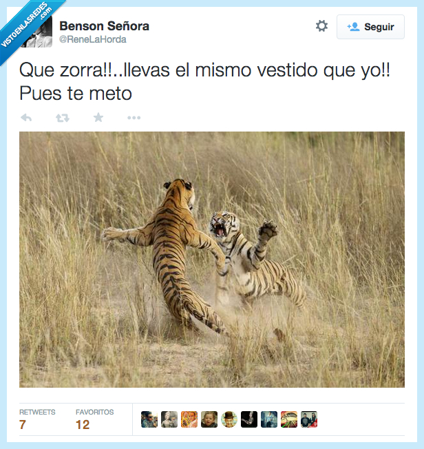 mismo,vestido,yo,tigresa,tigre,pelea,ropa,igual,lucha