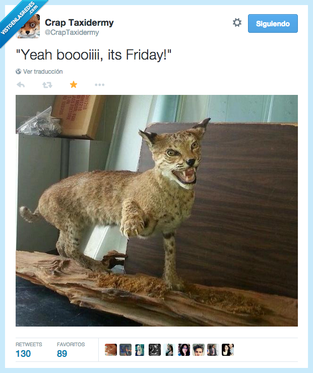 taxidermia,animal,disecado,terrible,miedo,friday,lince