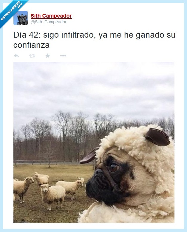 perro,infiltrado,oveja,plan,previsto,incognito,pug,disfraz