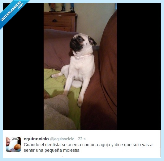 carlino,pug,expected pug,dentista,pinchazo,miedo,dolor