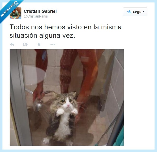 gato,ducha,agua,humor,decepcion,triste,carita,culpable,expresión