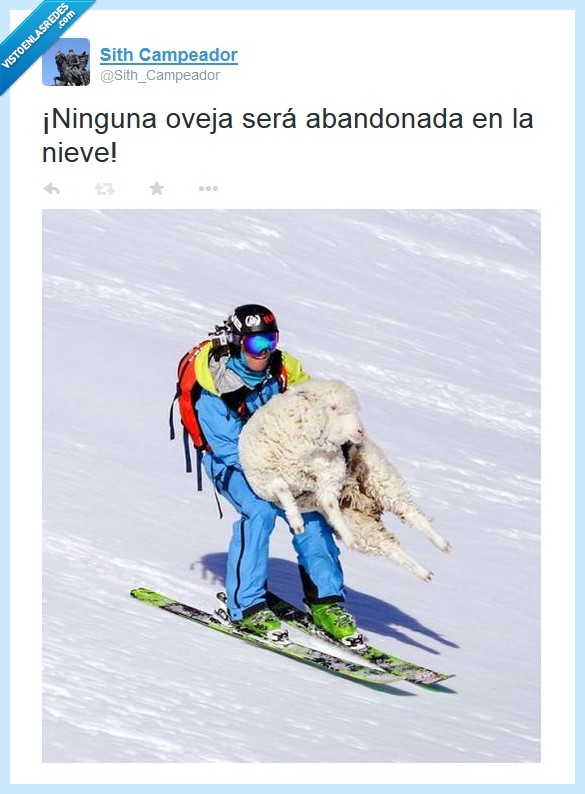 oveja,nieve,rescatar,esquiar,abandonada,esquiador