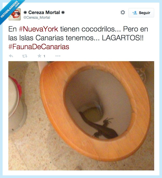 lagarto,cocodrilo,canarias,taza,wv,water,inodoro,lavabo,animal