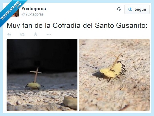 fan,cofradía,santo,gusanito,hormigas,Semana Santa,costaleros,epic
