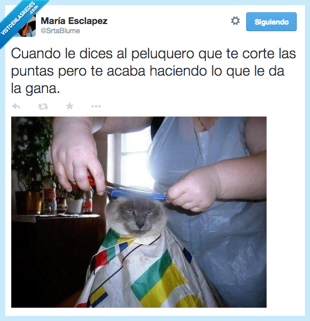 peluquero,gato,corte,cortar,puntas,gana,mirada,triste,cansado