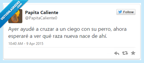 ciego,ayude,cruzar,perro,raza,bestial,genética