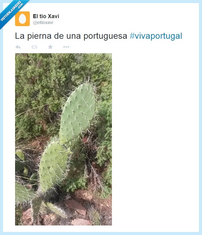 portugal,pincho,cactus,dolor,depilacion,pelo,peluda,rasca