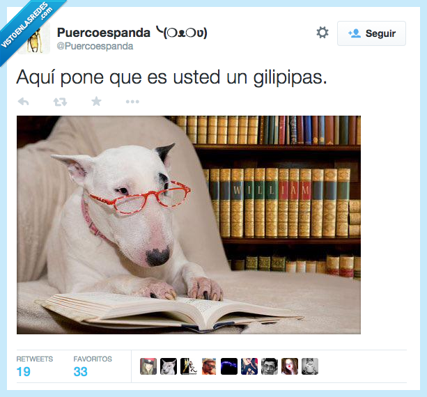 aqui,pone,usted,gilipipas,perro,pitbull,gafas,libro,leer,culto