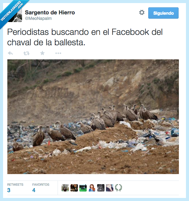 periodista,buscando,buscar,Facebook,chaval,ballesta,buitre,ave,carroñera,carroña