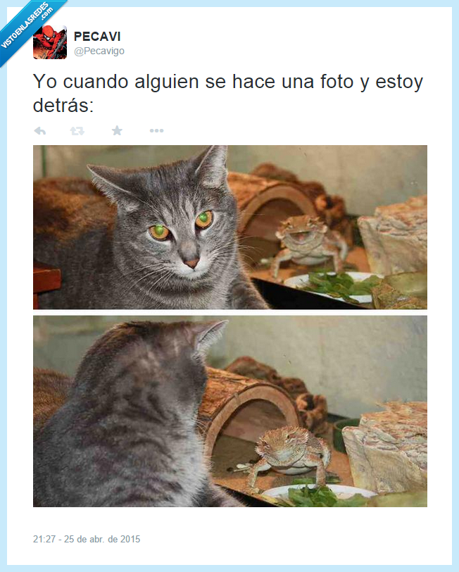 selfi,selfie,encasquetado,foto,colarse,lagarto,lagartija,reptil,gato,mirar,colar,feliz