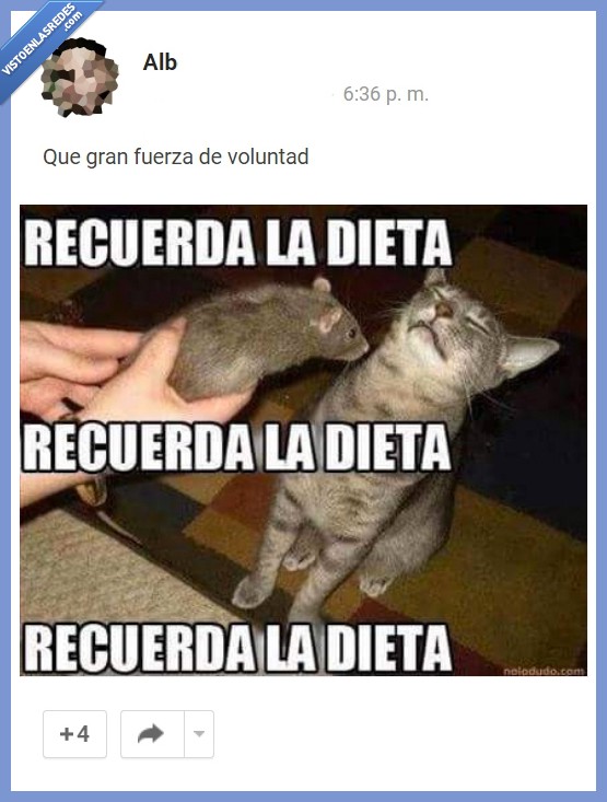 gato,fuerza,voluntad,rata,raton,comer,recuerda,recordar,dieta
